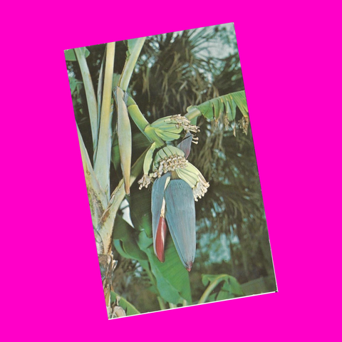 USA - Florida - Fort Myers - Banana Tree Blossom Postcard