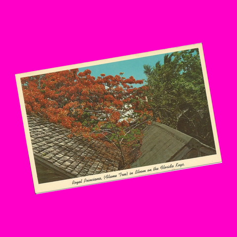 USA - Florida - Florida Keys - Flame Tree Postcard