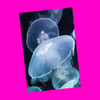 Moon Jellies Postcard