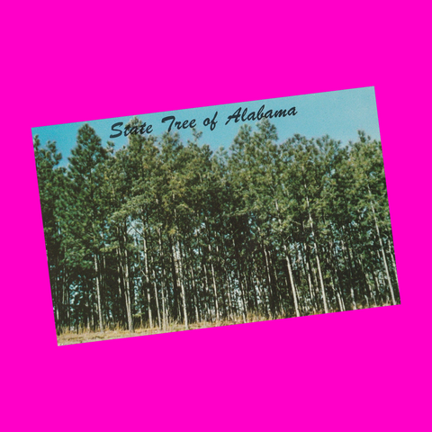 USA - Alabama - State Tree Southern Pine Postcard