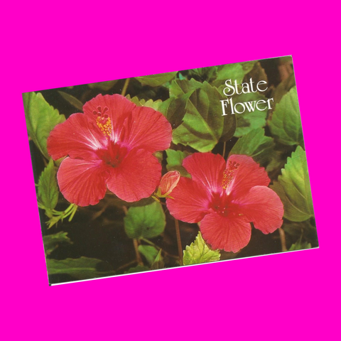 USA - Hawaii - Hibiscus State Flower Postcard