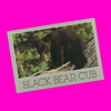 Black Bear Cub Postcard