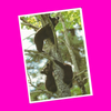 North American Wildlife - Black Bear Postcard - More Styles!