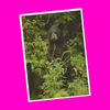 North American Wildlife - Black Bear Postcard - More Styles!