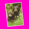 North American Wildlife - Black Bear Postcard - More Styles!