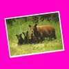 North American Wildlife - Black Bear Postcard - More Styles!