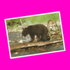 North American Wildlife - Black Bear Postcard - More Styles!