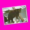 North American Wildlife - Black Bear Postcard - More Styles!