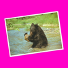 North American Wildlife - Black Bear Postcard - More Styles!