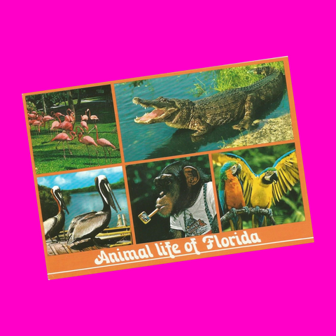 USA - Florida - Animal Life Postcard